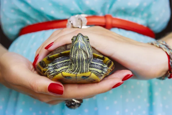 Trachemys scripta. Freshwater red eared turtle in woman hands — Stock Photo, Image