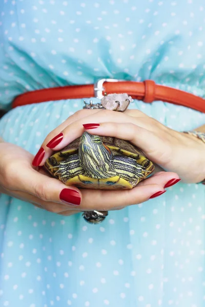 Trachemys scripta. Sötvatten röda öron sköldpadda i kvinna händer — Stockfoto