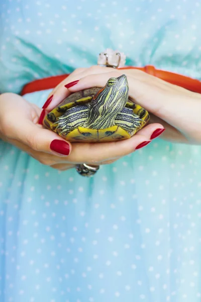 Trachemys scripta. Sötvatten röda öron sköldpadda i kvinna händer — Stockfoto