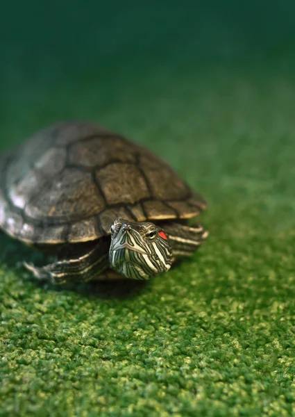 Freshwater red eared turtle close up — Stock Photo, Image