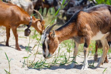 Kumlu bir plajda boynuzlu keçi otluyor, Yunanistan 'da arka planda birden fazla keçi var..
