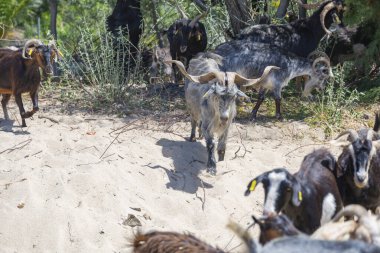 Boynuzlu gri keçi, Yunanistan 'da ahşap çitlerin yanındaki beyaz kumsalda sürüler halinde yürüyor..