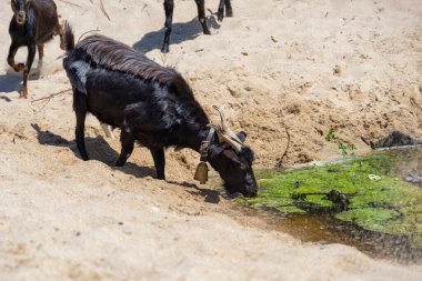 Bir su birikintisinde keçi sürüsü. Keçi göl kıyısında su içiyor. Yunanistan 'daki çayırlarda hayvanlar otluyor.