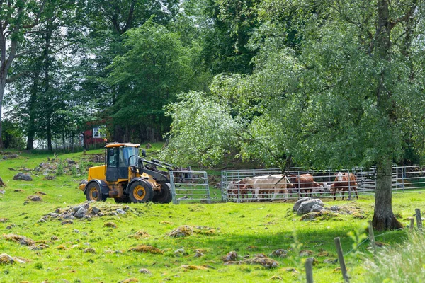 Tractor Amarillo Cortando Cerca Alrededor Las Vacas Granja Forestal Suecia — Foto de Stock