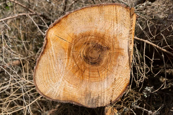 Yığınla doğal testere kütükleri arka plan, üst manzara, kereste. Tahta kereste hazırlıyorum, odun kesiyorum.