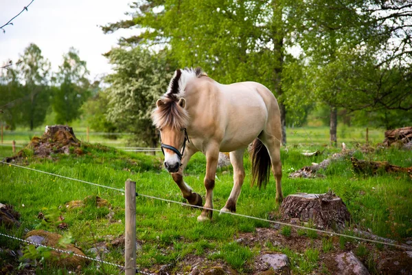 Caballos Trotando Caminata Corriendo Bosque Verde Granja Durante Atardecer Cielo — Foto de Stock