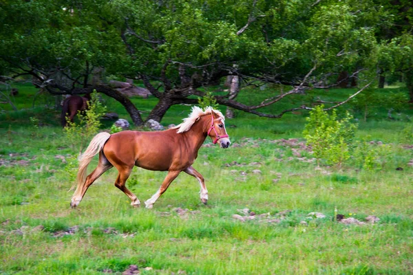 Horse Horses Trotting Walkign Running Farm Green Forest Sunset Sky — Stock Photo, Image