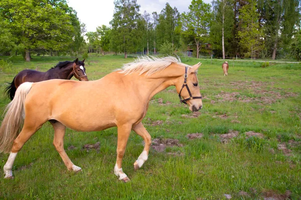 Caballos Trotando Caminata Corriendo Bosque Verde Granja Durante Atardecer Cielo — Foto de Stock