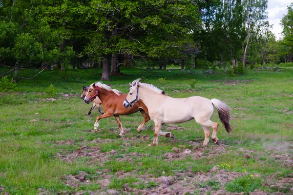 Caballos Trotando Caminata Corriendo Bosque Verde Granja Durante Atardecer Cielo — Foto de Stock