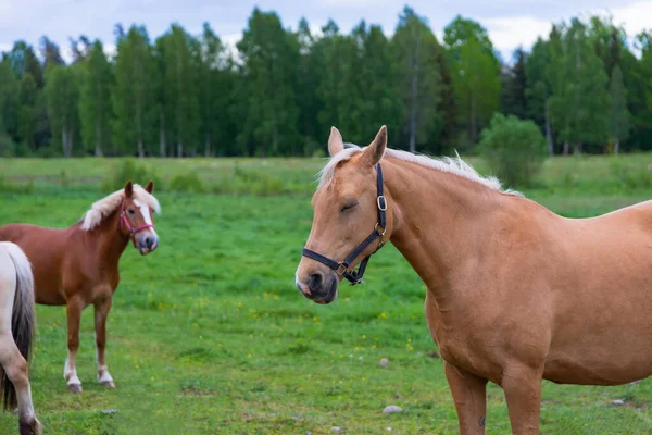 Retrato Caballo Pastoreo Exuberantes Pastos Verdes Verano Bosque Durante Atardecer — Foto de Stock