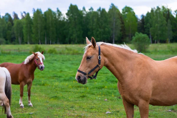 Retrato Caballo Pastoreo Exuberantes Pastos Verdes Verano Bosque Durante Atardecer — Foto de Stock