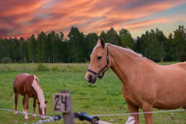 Retrato Caballo Pastoreo Exuberantes Pastos Verdes Verano Bosque Durante Atardecer — Foto de Stock