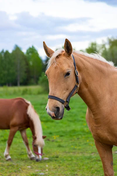 Retrato Caballo Pastoreo Exuberantes Pastos Verdes Verano Bosque Durante Atardecer — Foto de Stock