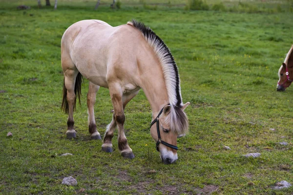 Caballo Pastando Exuberantes Pastos Verdes Verano Bosque Durante Puesta Del — Foto de Stock