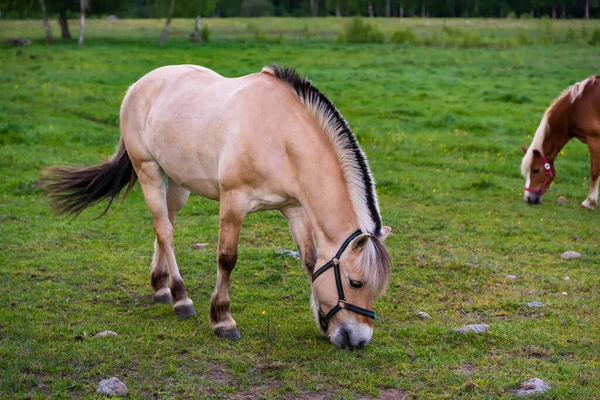 Caballo Pastando Exuberantes Pastos Verdes Verano Bosque Durante Puesta Del — Foto de Stock