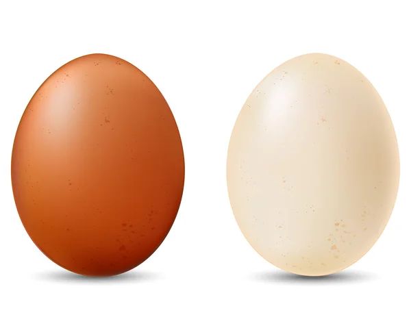 Dois ovos de galinha . — Vetor de Stock