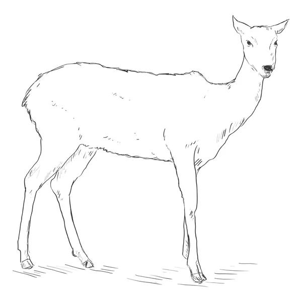 Single Sketch Deer — Stock Vector