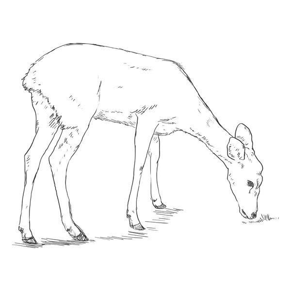 Deer Sketch tunggal - Stok Vektor