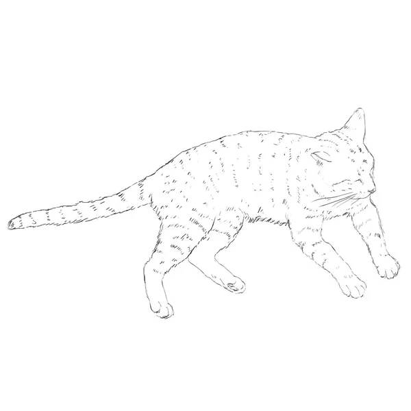 Desenho único gato — Vetor de Stock