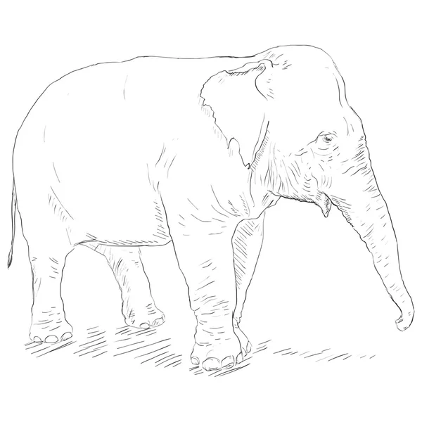Elefante de esboço único — Vetor de Stock