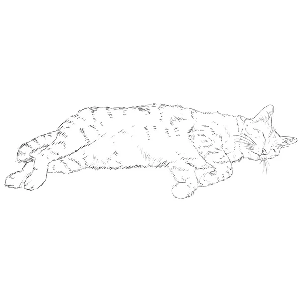 Sketch Single Cat — Stock Vector