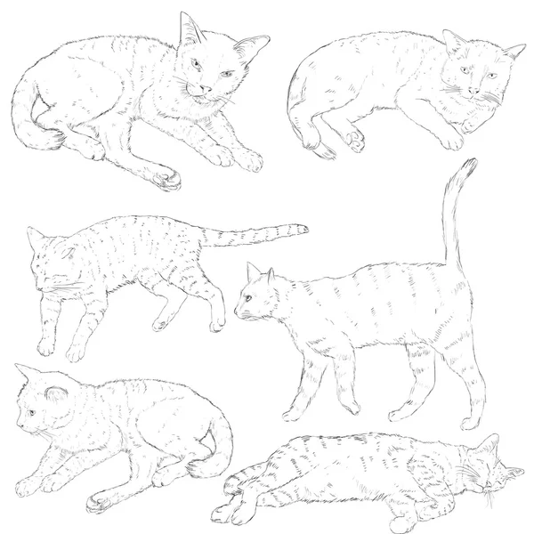 ชุดของแมวสเก็ตช์ — ภาพเวกเตอร์สต็อก