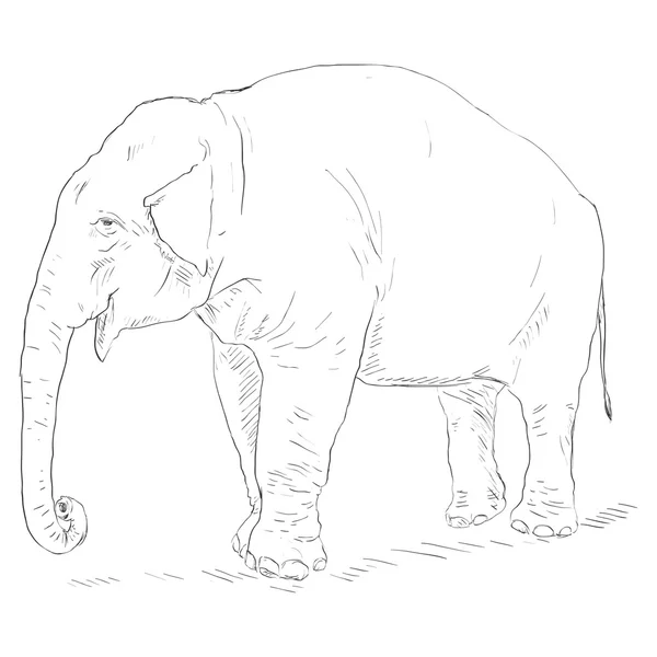 Croquis simple éléphant — Image vectorielle