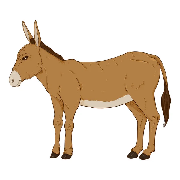 Cartoon Brown Donkey Illustrazione Disegnata Mano Vettoriale — Vettoriale Stock
