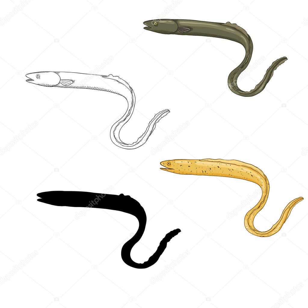 Vector Set of Eel Fish Illustrations. Sketch, Cartoon and Silhouette Images.