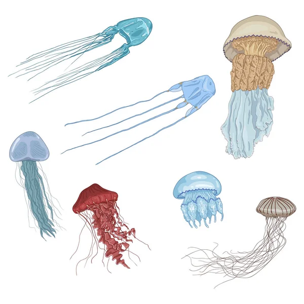 Vector Cartoon Set Jellyfishes Coleção Medusa — Vetor de Stock