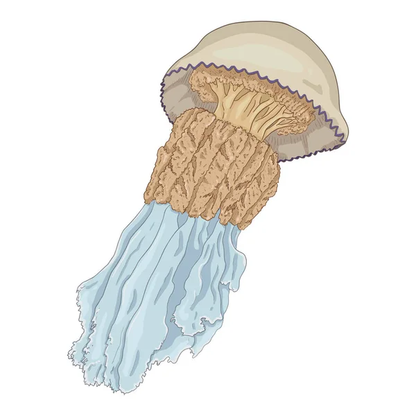 Vector Cartoon Jellyfish Fundo Branco — Vetor de Stock