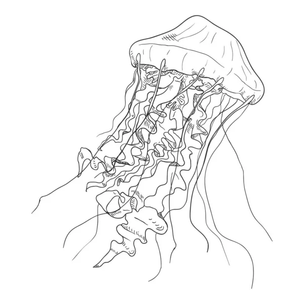 白を基調としたベクトルスケッチクラゲ — ストックベクタ
