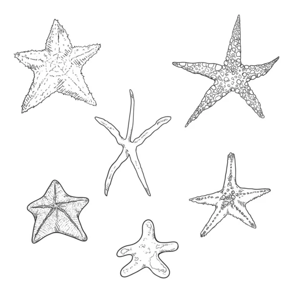 Zestaw Wektorowy Ręcznie Rysowanych Szkiców Starfish — Wektor stockowy
