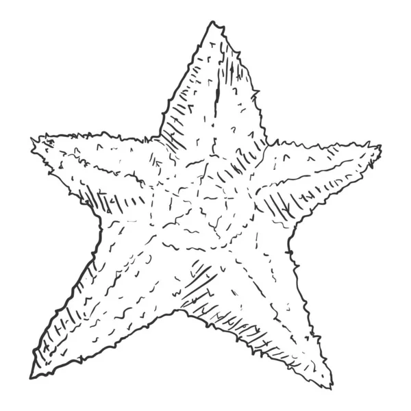 Vector Hand Drawn Sketch Starfish Illustration — Stock Vector