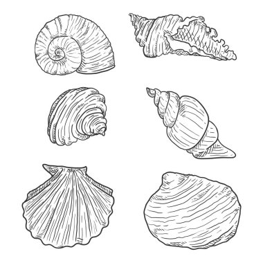 Beyaz Arkaplanda Sketch Deniz Kabuklarının Vektör Kümesi.