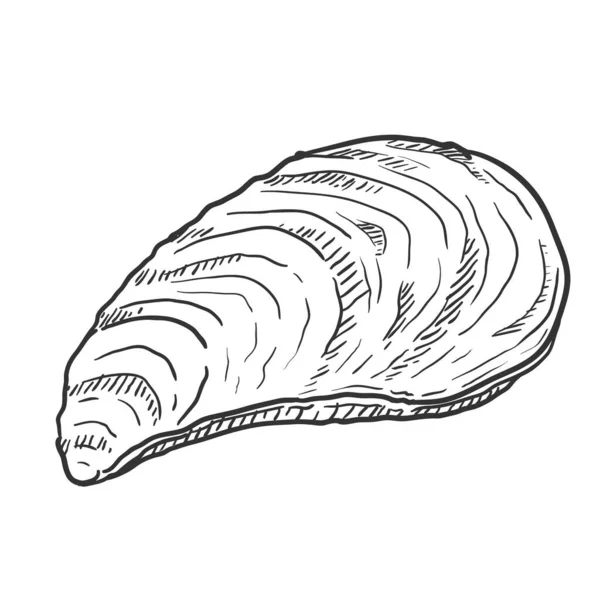 Vector Sketch Closed Mussel Illustration — Stock Vector