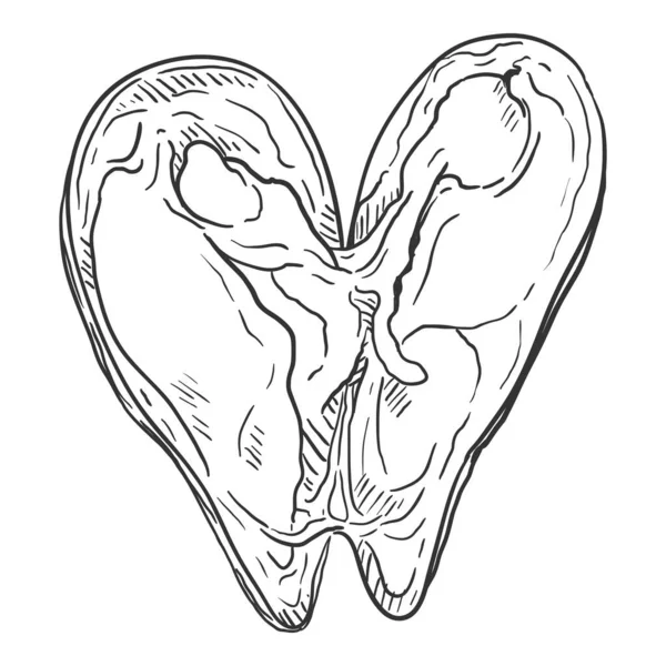 Vector Sketch Open Mussel Ilustración — Archivo Imágenes Vectoriales