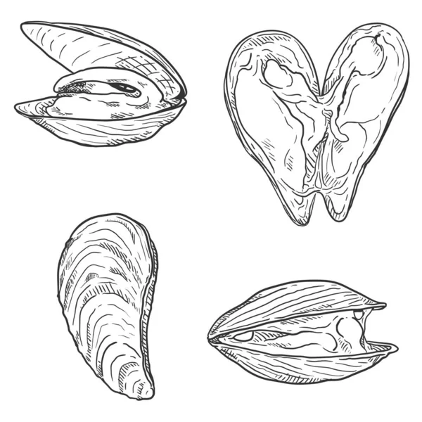 Vector Set Sketch Mussels Mollusk Illustrations — Stock Vector