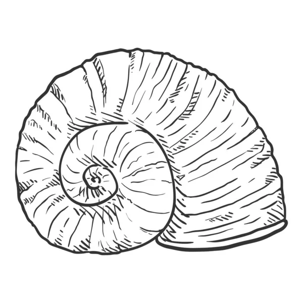 Vector Sketch Nautilus Shell Isolado Ilustração —  Vetores de Stock