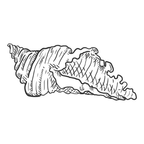 Croquis Vectoriel Coquillage Sur Fond Blanc — Image vectorielle