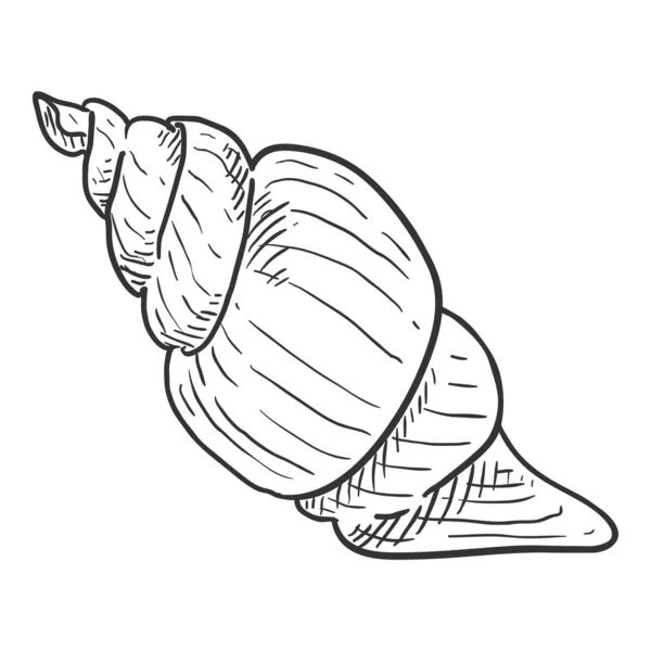 Vector Sketch Seashell Sobre Fondo Blanco — Archivo Imágenes Vectoriales
