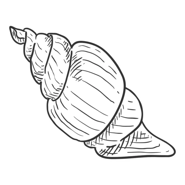 Vector Schets Seashell Witte Achtergrond — Stockvector