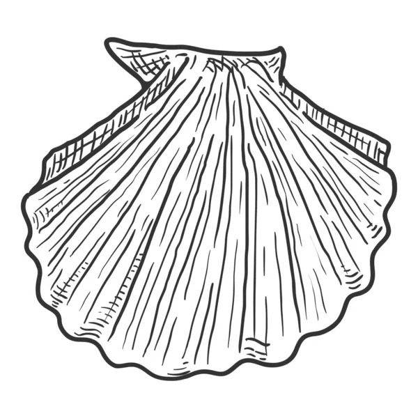 Vector Sketch Seashell White Background — Stock Vector