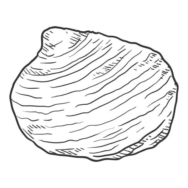 Vektorskizze Muschel Auf Weißem Hintergrund — Stockvektor