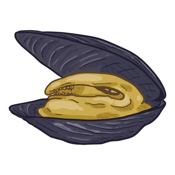 Vector Cartoon Open Mussel Illustration Royalty Free Stock Vectors
