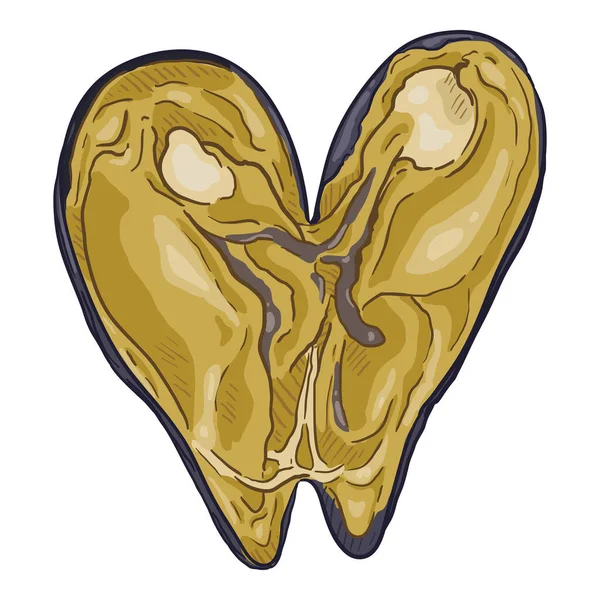 Vector Cartoon Open Mussel Illustration Stock Illustration