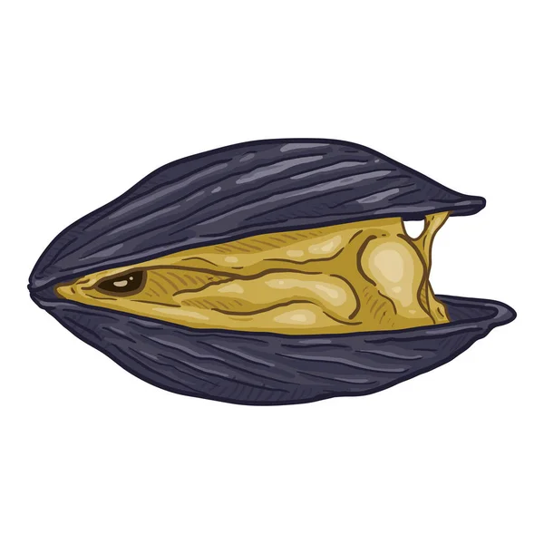 Vector Cartoon Open Mussel Illustration Stock Illustration