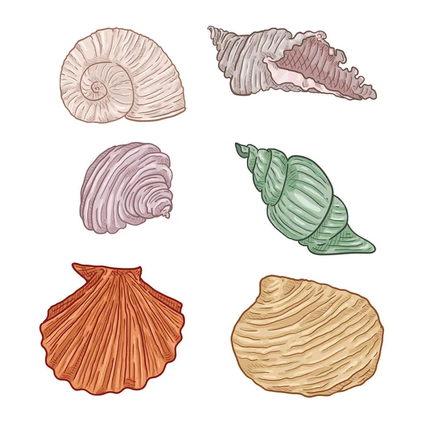Vector Cartoon Set Different Seashells Stock Vector
