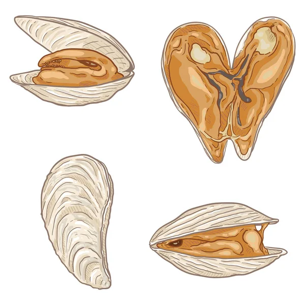 Vector Set Cartoon White Mussels Mollusk Illustrations Royalty Free Stock Illustrations