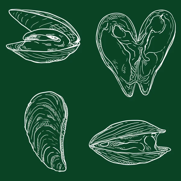 Vector Set Chalk Mussels Mollusk Illustrations Stock Illustration